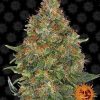 Pineapple Express Auto de Barney's Farm