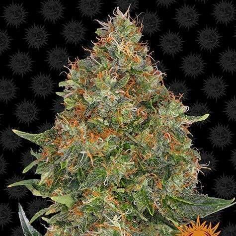 Pineapple Express Auto de Barney's Farm