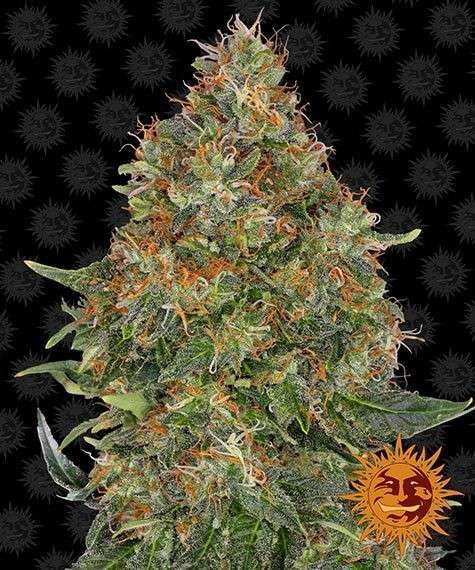 Pineapple Express Auto de Barney's Farm