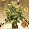 Pineapple Express Auto de Barney's Farm