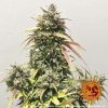 Pineapple Express Auto de Barney's Farm