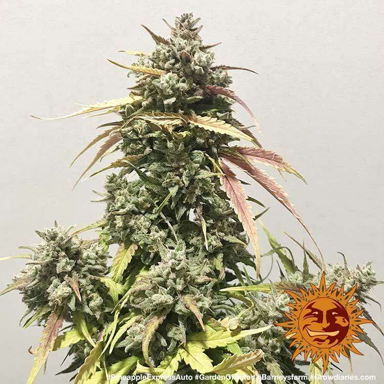 Pineapple Express Auto de Barney's Farm