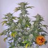 Pineapple Express Auto de Barney's Farm
