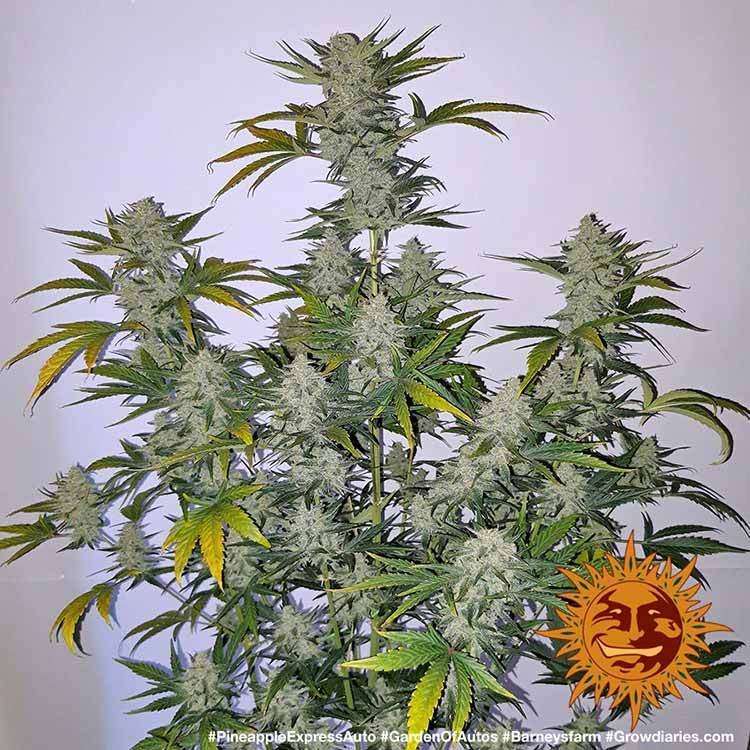 Pineapple Express Auto de Barney's Farm