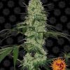 Tangerine Dream Auto de Barney's Farm