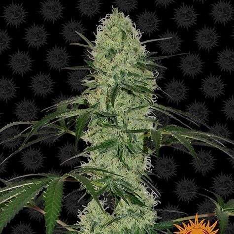 Tangerine Dream Auto de Barney's Farm
