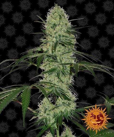 Tangerine Dream Auto de Barney's Farm