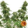 Tangerine Dream Auto de Barney's Farm
