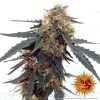 Tangerine Dream Auto de Barney's Farm