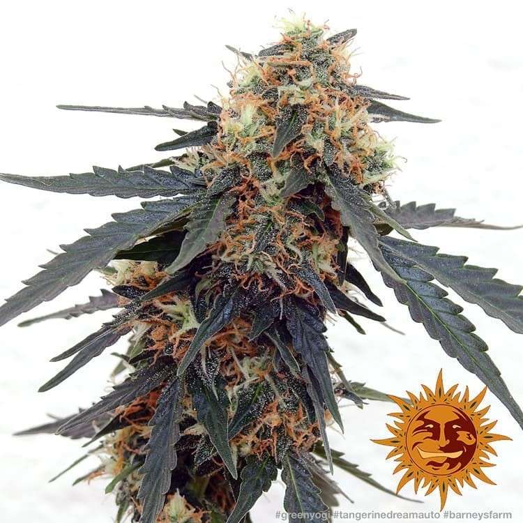 Tangerine Dream Auto de Barney's Farm