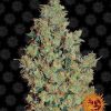 Tangerine Dream feminizada de Barney's Farm