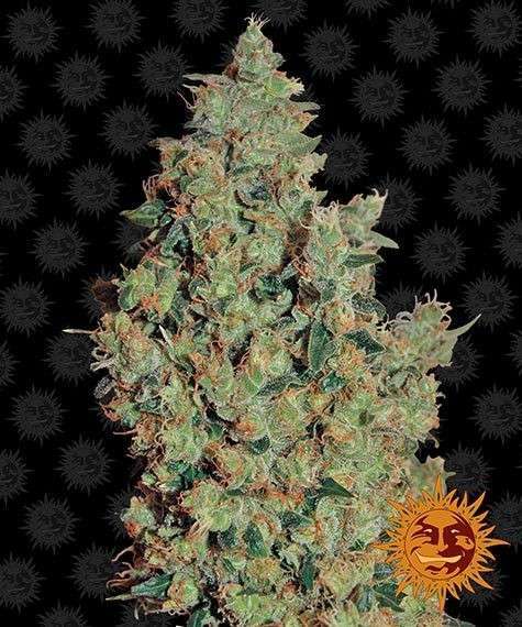 Tangerine Dream feminizada de Barney's Farm