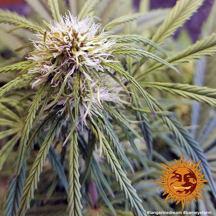 Tangerine Dream feminizada de Barney's Farm