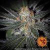 Tangerine Dream feminizada de Barney's Farm