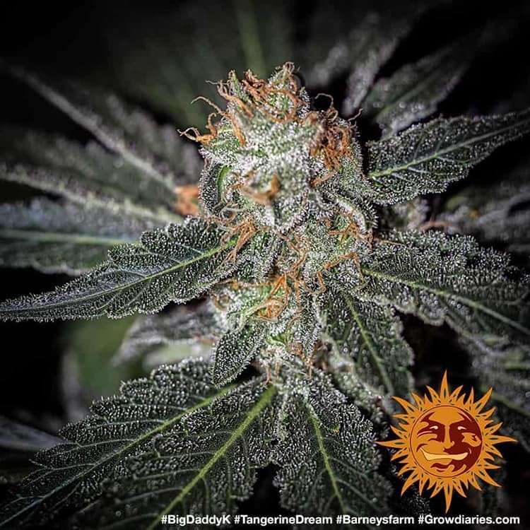 Tangerine Dream feminizada de Barney's Farm