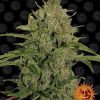Triple Cheese feminizada de Barney's Farm