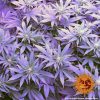 Triple Cheese feminizada de Barney's Farm