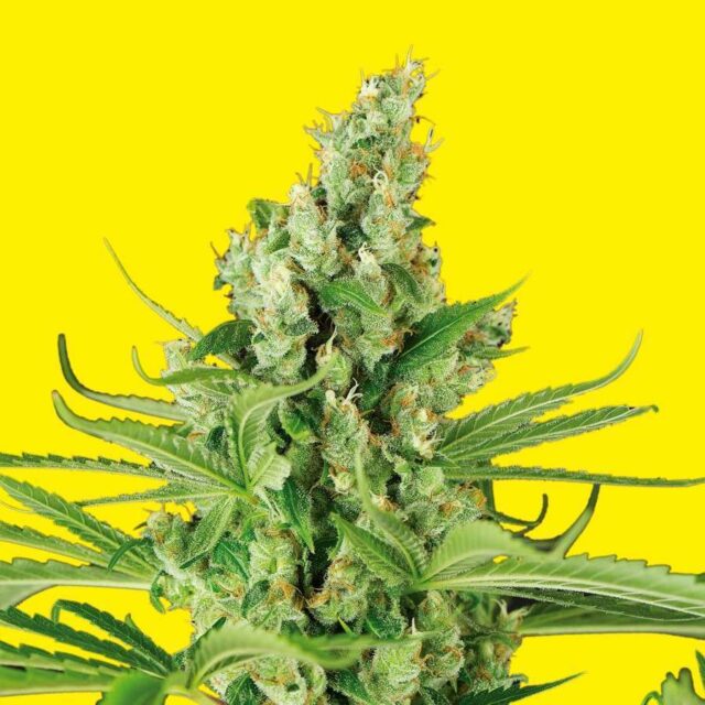 OG Moby Kush Auto de XXL Seeds