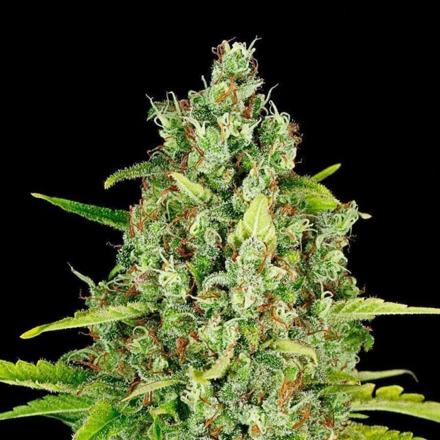 Tropical Mango Auto de XXL Seeds