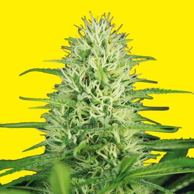 Silver Widow Auto de XXL Seeds