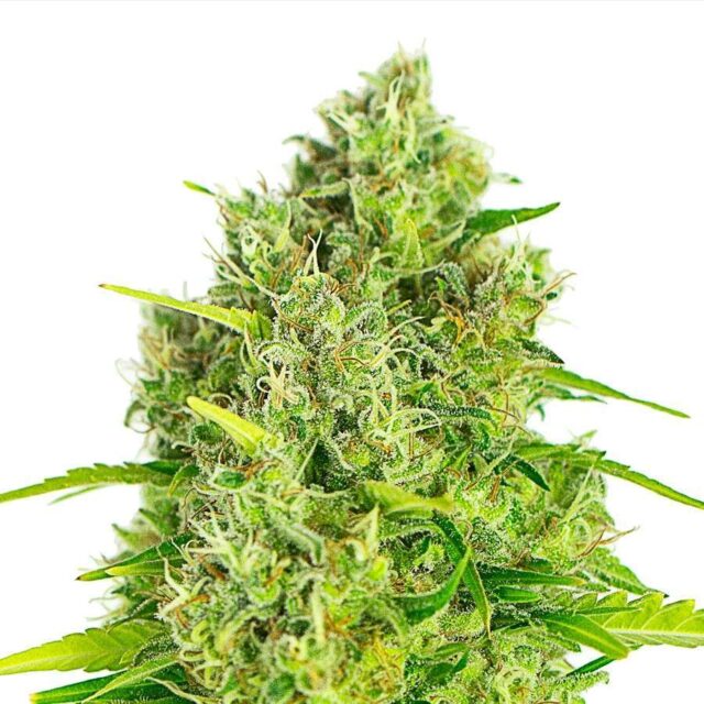 Monster Jack Auto de XXL Seeds