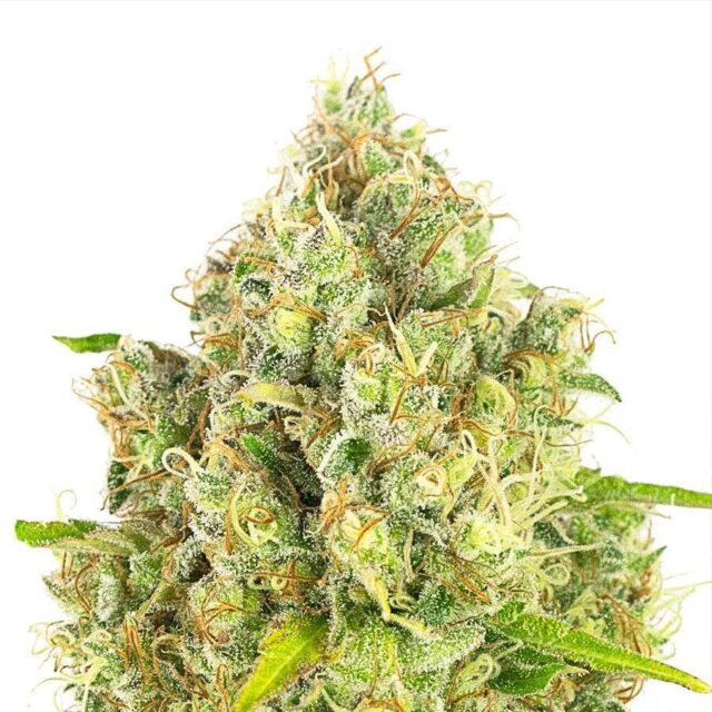 Mandarine Mist Auto de XXL Seeds