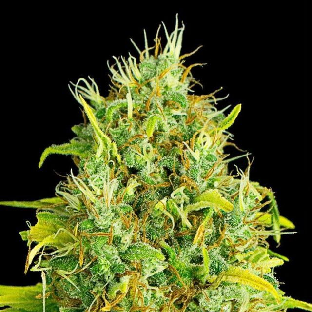 Critical Fruit Auto de XXL Seeds
