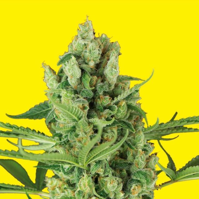 Bubble Ak Auto de XXL Seeds