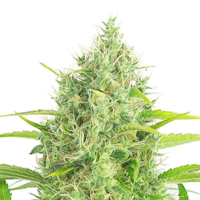 Amnesia Haze Auto de XXL Seeds