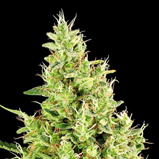 Afgan Diesel Auto de XXL Seeds