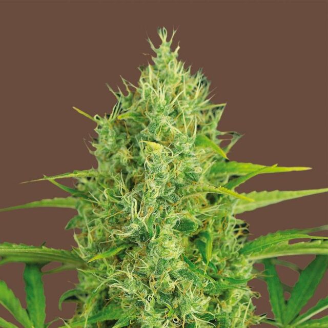 Caramel Widow feminizada de Kilo Genetics