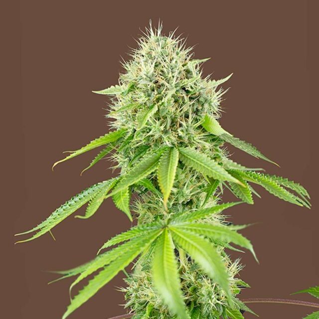 Kilo Kritikal feminizada de Kilo Genetics