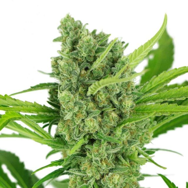 Lavender Blue feminizada de Kilo Genetics