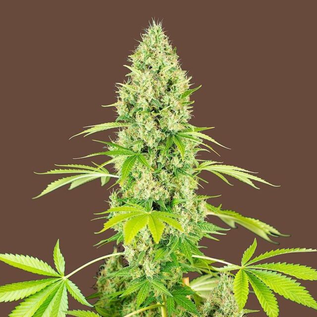 Matanuska Dream feminizada de Kilo Genetics