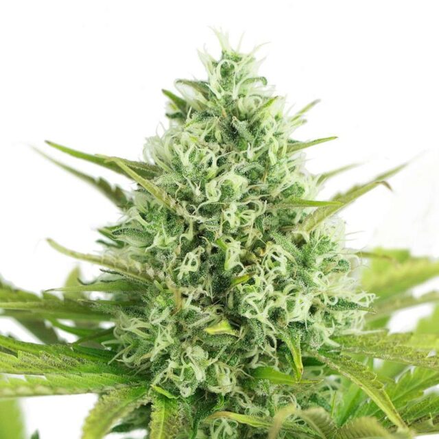 Amnesia Haze feminizada de Kilo Genetics