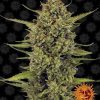 Acapulco Gold feminizada de Barney's Farm