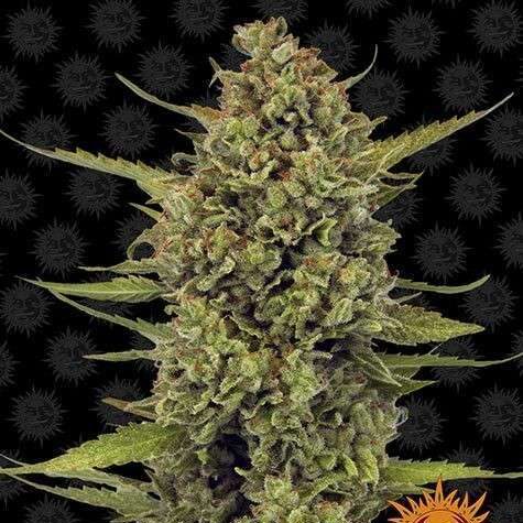 Acapulco Gold feminizada de Barney's Farm