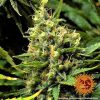 Acapulco Gold feminizada de Barney's Farm