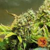 Acapulco Gold feminizada de Barney's Farm