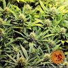 Acapulco Gold feminizada de Barney's Farm