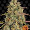 Amnesia Lemon feminizada de Barney's Farm