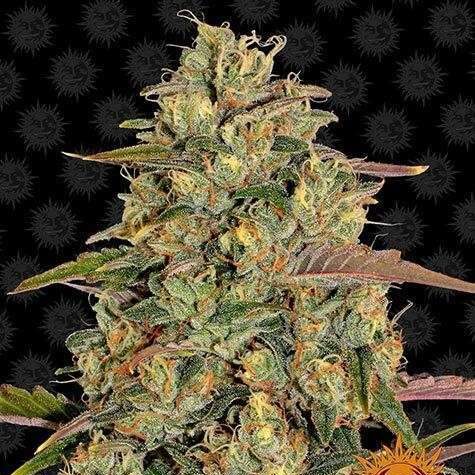 Amnesia Lemon feminizada de Barney's Farm