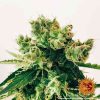 Amnesia Lemon feminizada de Barney's Farm