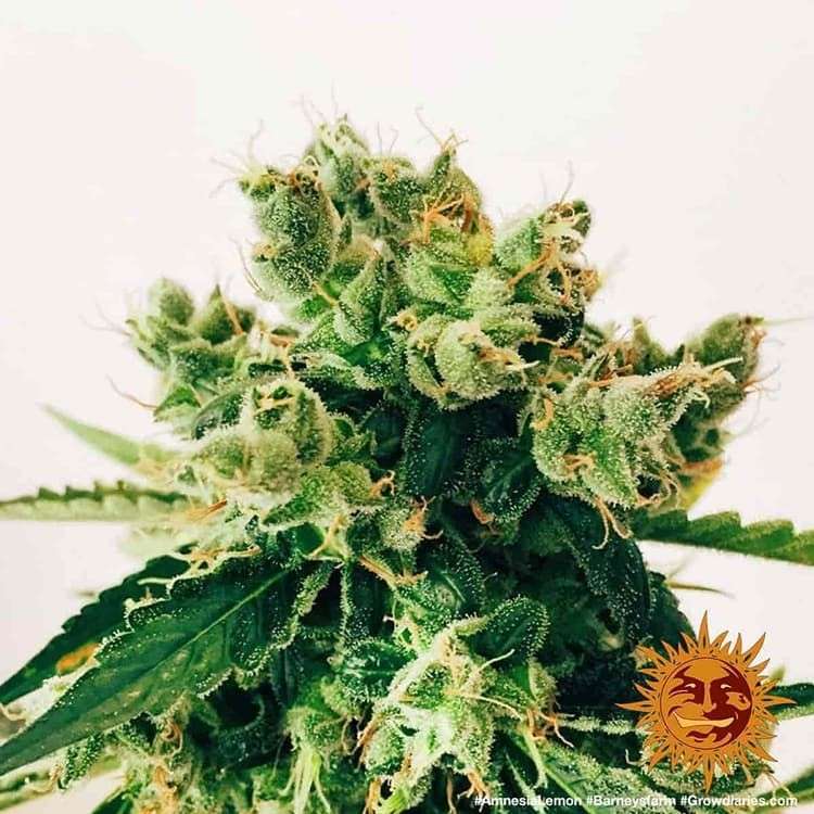 Amnesia Lemon feminizada de Barney's Farm