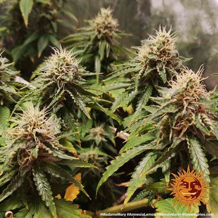 Amnesia Lemon feminizada de Barney's Farm