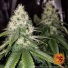 Amnesia Lemon feminizada de Barney's Farm