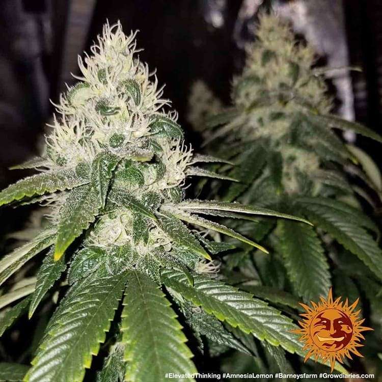 Amnesia Lemon feminizada de Barney's Farm