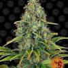 Blue Cheese Auto de Barney's Farm