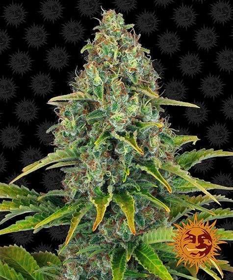 Blue Cheese Auto de Barney's Farm