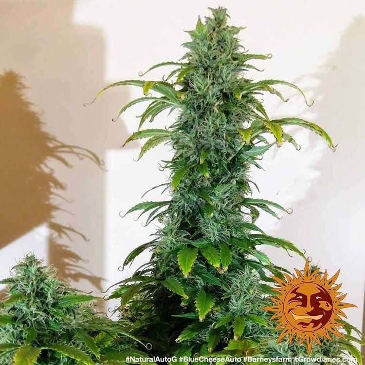 Blue Cheese Auto de Barney's Farm